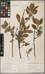 Foto von Salix cinerea L.